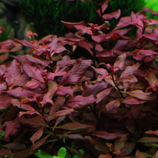 Ludwigia palustris