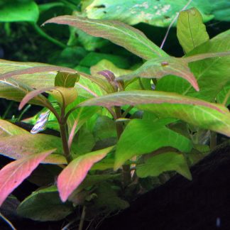 Hygrophila 'Compact'