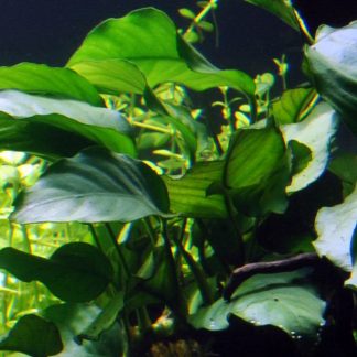 Anubias barteri var. barteri