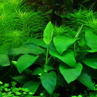 Anubias nana 'Large'