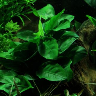 Anubias barteri var. nana