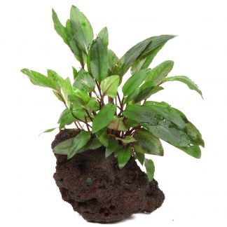 Cryptocoryne beckettii 'Petchii'