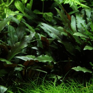 Cryptocoryne beckettii 'Petchii'