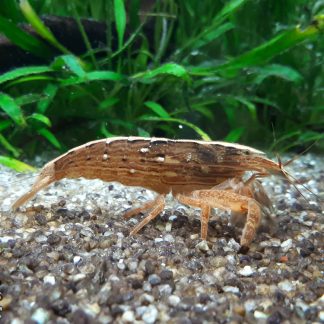 Atyopsis moluccensis-Crevette bambou