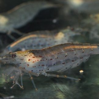 Caridina multidentata (japonica, crevette amano)