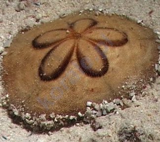 Clypeaster humilis