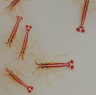 Lysmata amboinensis