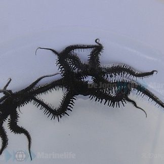 Ophiocoma spp.