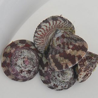 Trochus spp.