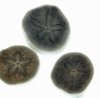 Brissus spp. Sand dollar flat