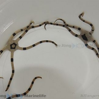 Ophiolepis superba