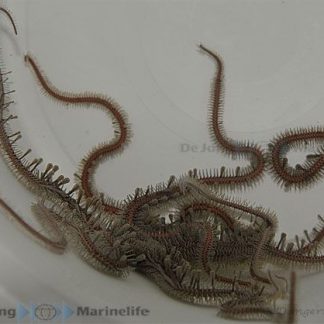Ophiomastix annulosa