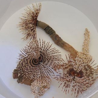 Sabellastarte magnifica – taille M