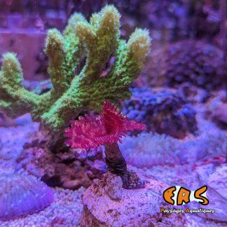 Sabellastarte (Special)
