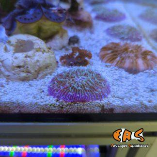 Fungia spp. premium
