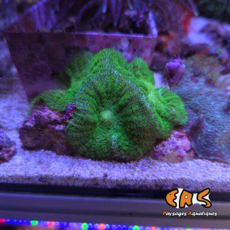 Rhodactis inchoata green ultra