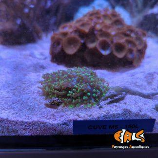 Ricordea florida