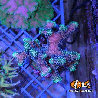 Stylophora pistillata (Green polyp) - taille M