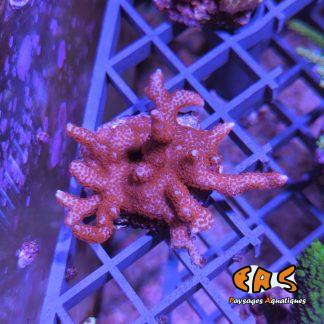 Montipora Branched Forest Fire - Frag