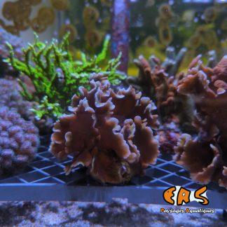 Pavona cactus - taille M