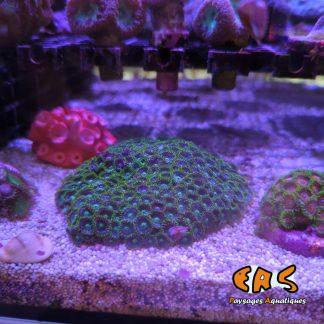 Zoanthus spp. green Premium - taille L