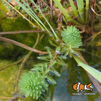 Myriophyllum Brasiliensis