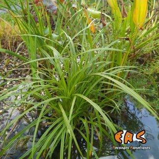 Cyperus Eragrotis
