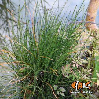 Equisetum Scirpoides