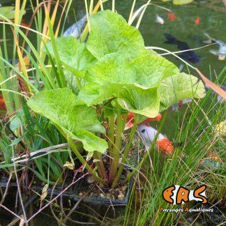 Caltha Palustris (Grand Populage)