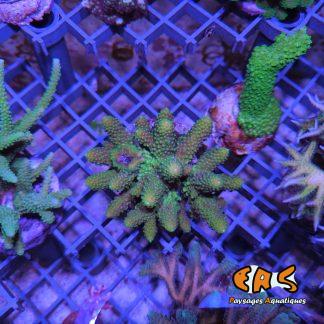 Acropora humilis (Green) – taille M