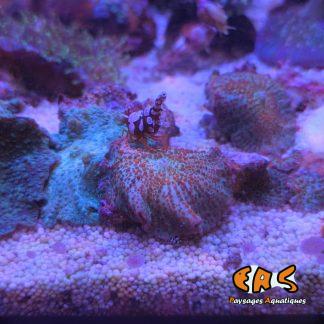 Discosoma sp. premium blue/red