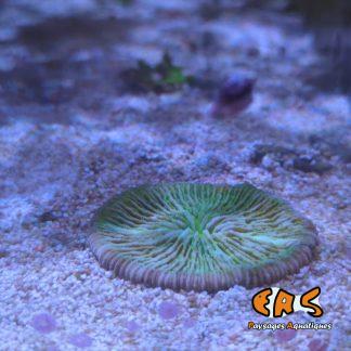 Cycloseris spp. (Green) - taille M