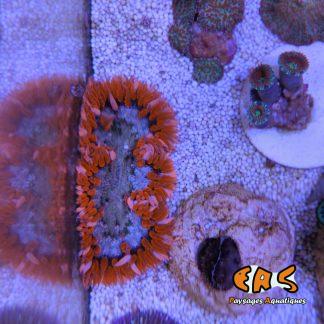 Epicystis crucifer  RED ultra