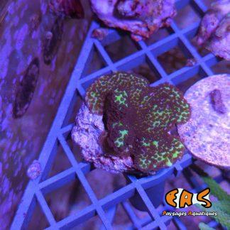 Montipora confusa - Taille S