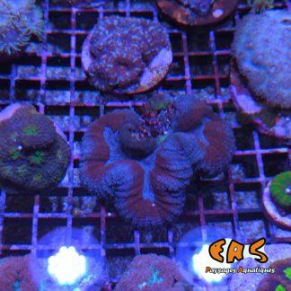 Lobophyllia spp. (Splitcolor) - taille S