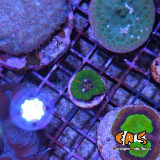 Scolymia spp. (Ultra) - taille S