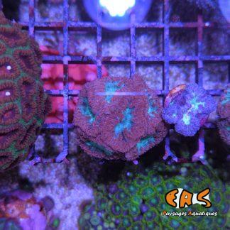 Blastomussa wellsi (Rouge cœur vert) - Frag