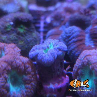 Blastomussa wellsi (Violet cœur bleu) - Frag