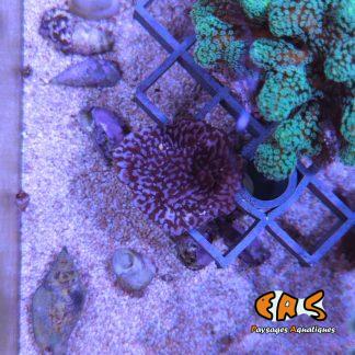 Montipora sp. Plateau violet - Frag