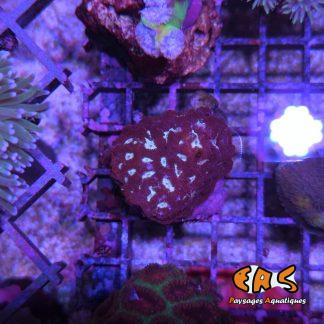 Favites spp. Red  - taille M
