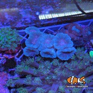 Caulastrea curvata Blue ultra - taille S