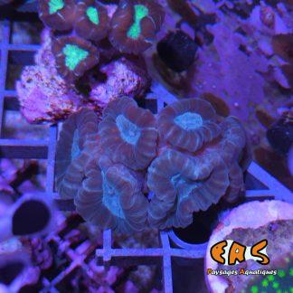 Caulastrea echinulata Pink-Blue