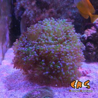 Euphyllia spp. premium - taille L