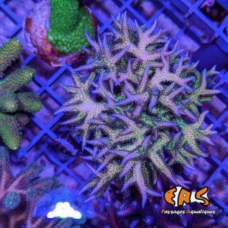 Seriatopora spp. Pink/green ultra