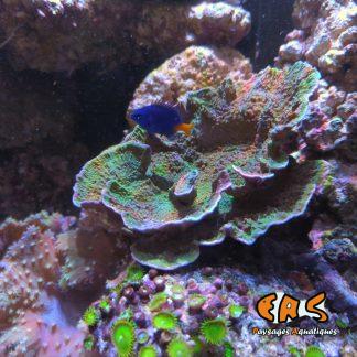 Montipora spp. (Laminar pink Edge)