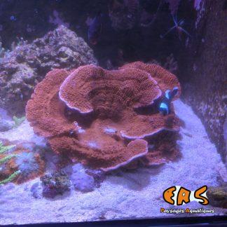 Montipora spp. Plateau rouge