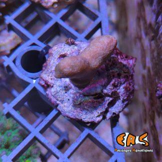 Porites cylindrica (Yellow) - taille S