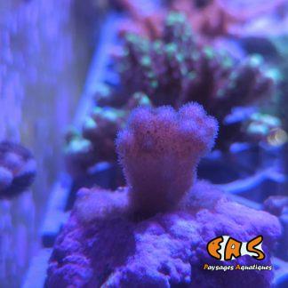 Pocillopora danae (Pink) – taille T