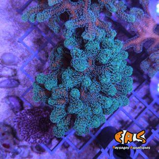 Seriatopora guttatus - taille S