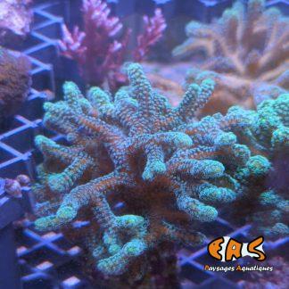 Seriatopora caliendrum  - taille M